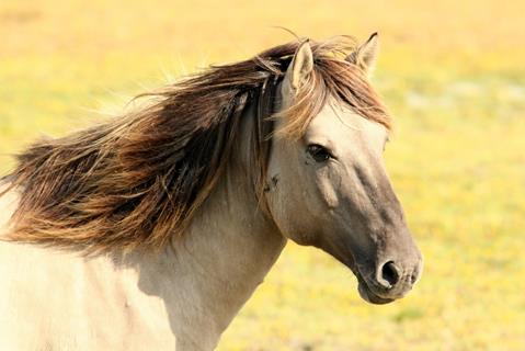 Light Brown Horse jigsaw puzzle