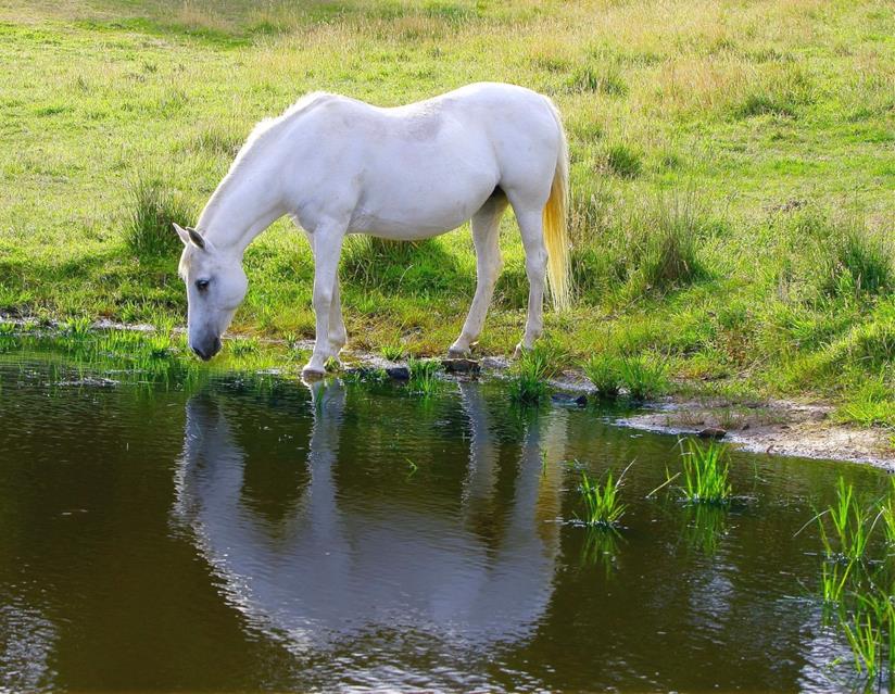 Horse Drinking Water jigsaw puzzle