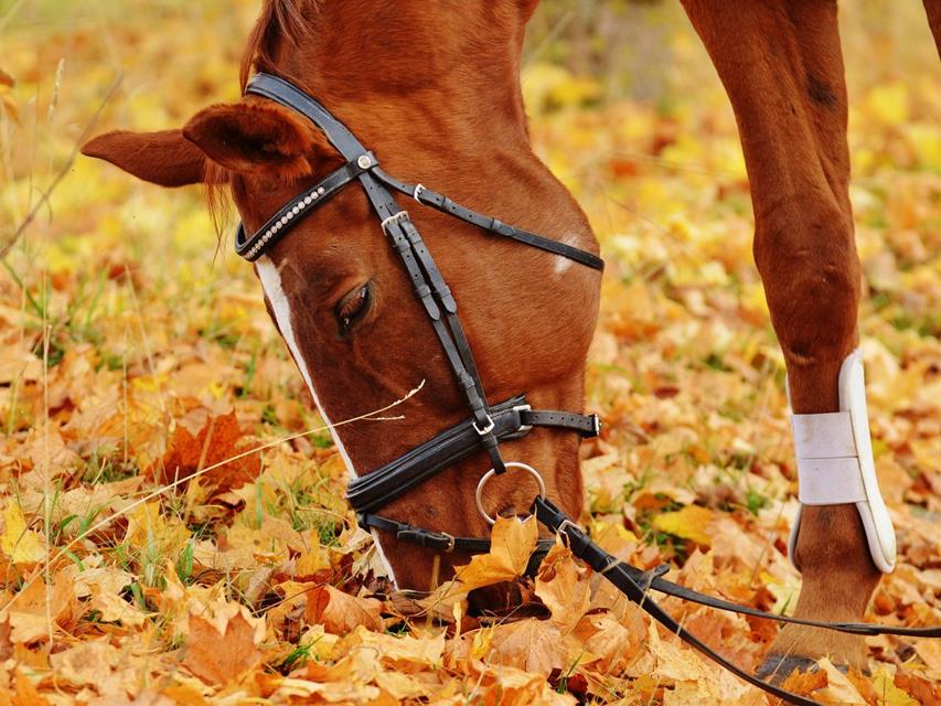 Horse On Fallen Leaves jigsaw puzzle