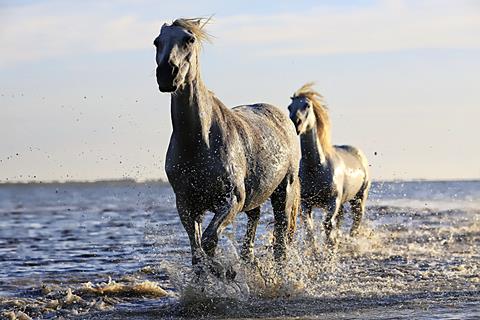 White Horse jigsaw puzzle