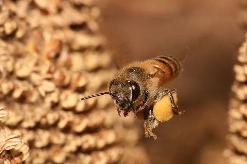 Bee Apis Mellifera Flying jigsaw puzzle