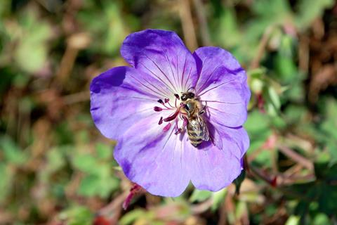 Bee On Purple Flower jigsaw puzzle