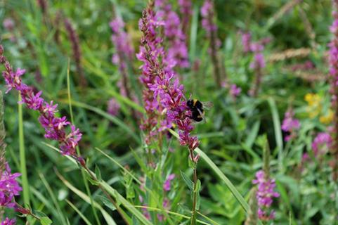Bee On Purple Flower jigsaw puzzle
