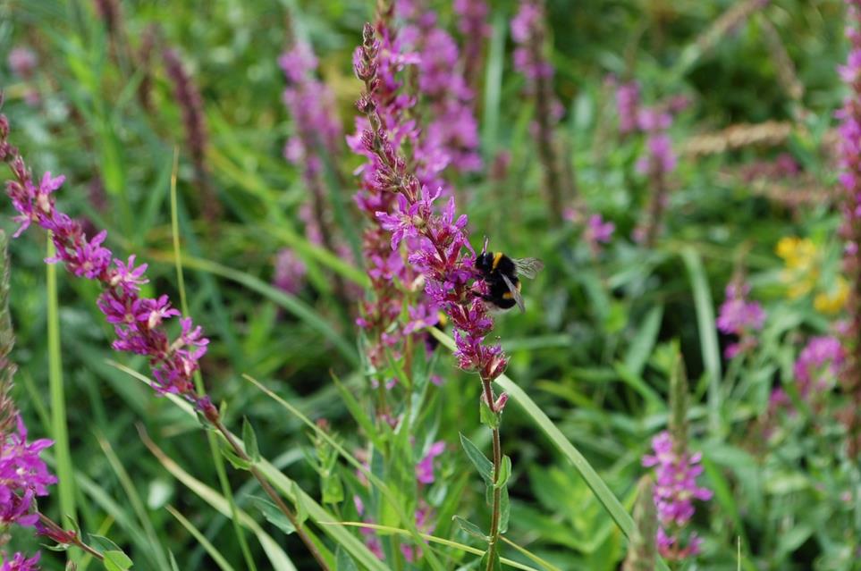 Bee On Purple Flower jigsaw puzzle
