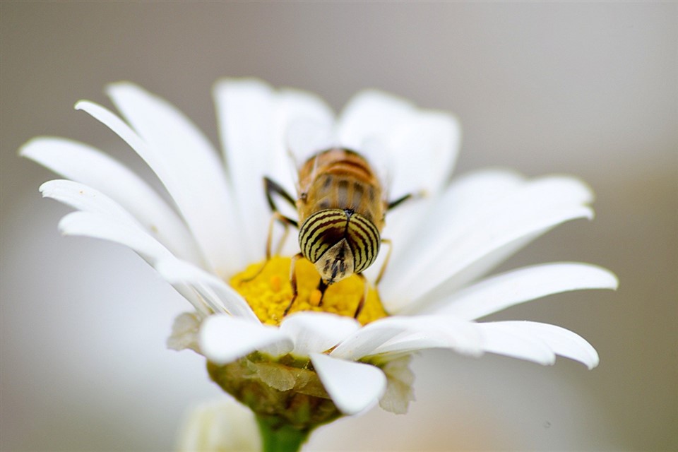 Bee on white flower jigsaw puzzle
