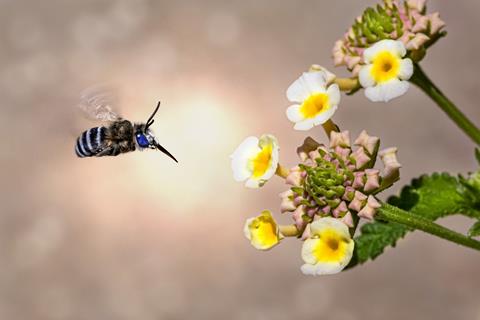 Blueberry Bee jigsaw puzzle