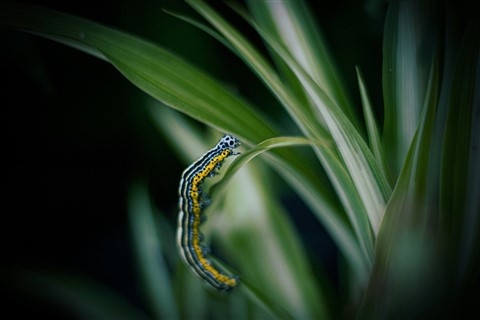 Caterpillar climbing plant jigsaw puzzle