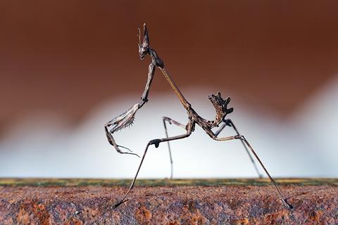 Conehead Mantis jigsaw puzzle