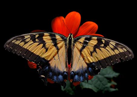 Eastern Tiger Swallowtail jigsaw puzzle