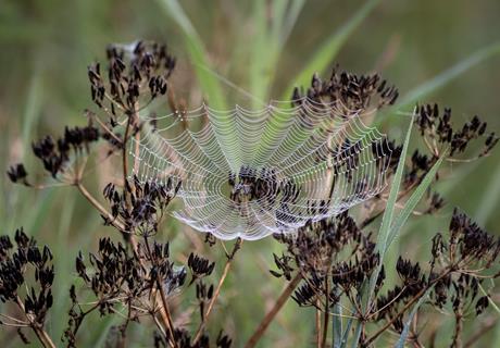 Cobwebs jigsaw puzzle
