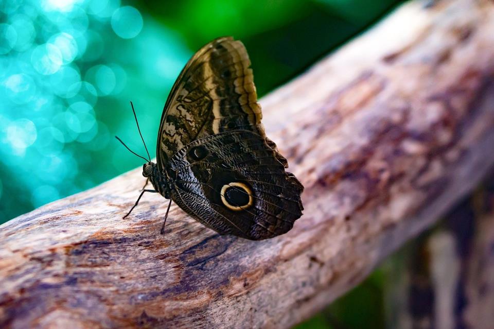 Giant Owl Butterfly jigsaw puzzle