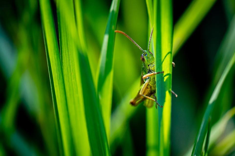 Green Grasshopper On Leaf jigsaw puzzle