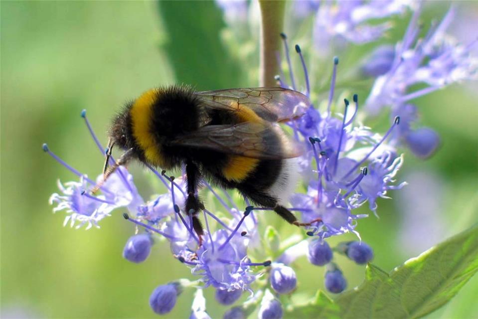 Bee Pollinating A Purple Flower jigsaw puzzle