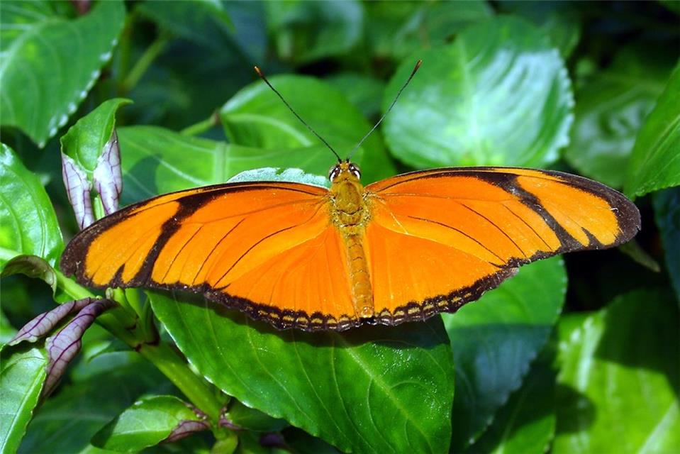 Caroni Flambeau jigsaw puzzle