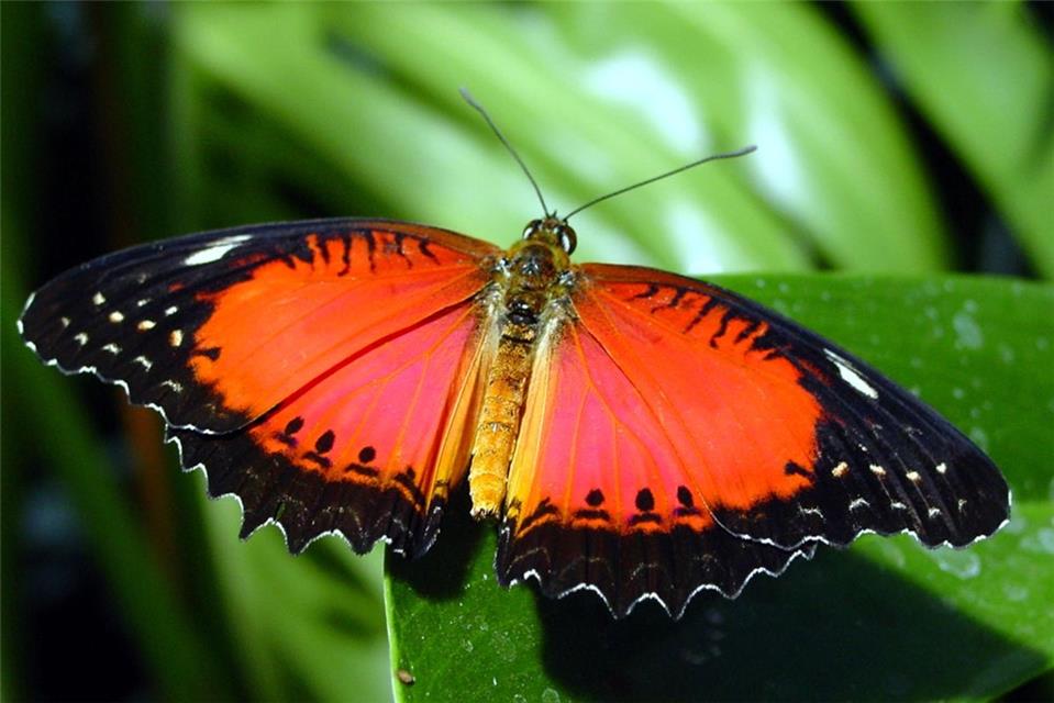 Red Lacewing Butterfly jigsaw puzzle