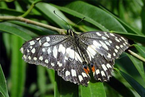 Lime Butterfly jigsaw puzzle