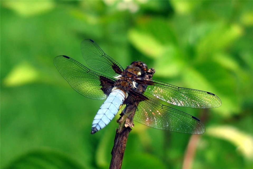 Broad-Bodied Chaser jigsaw puzzle