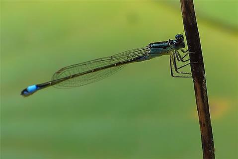 Agrion Elegant jigsaw puzzle