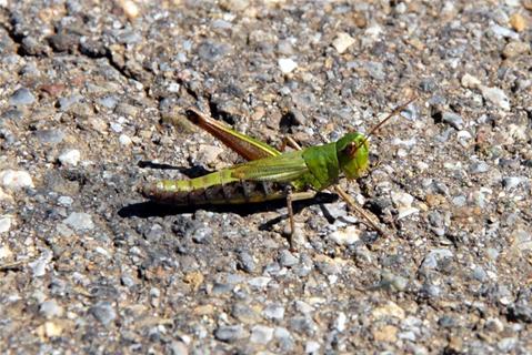 Grasshopper jigsaw puzzle