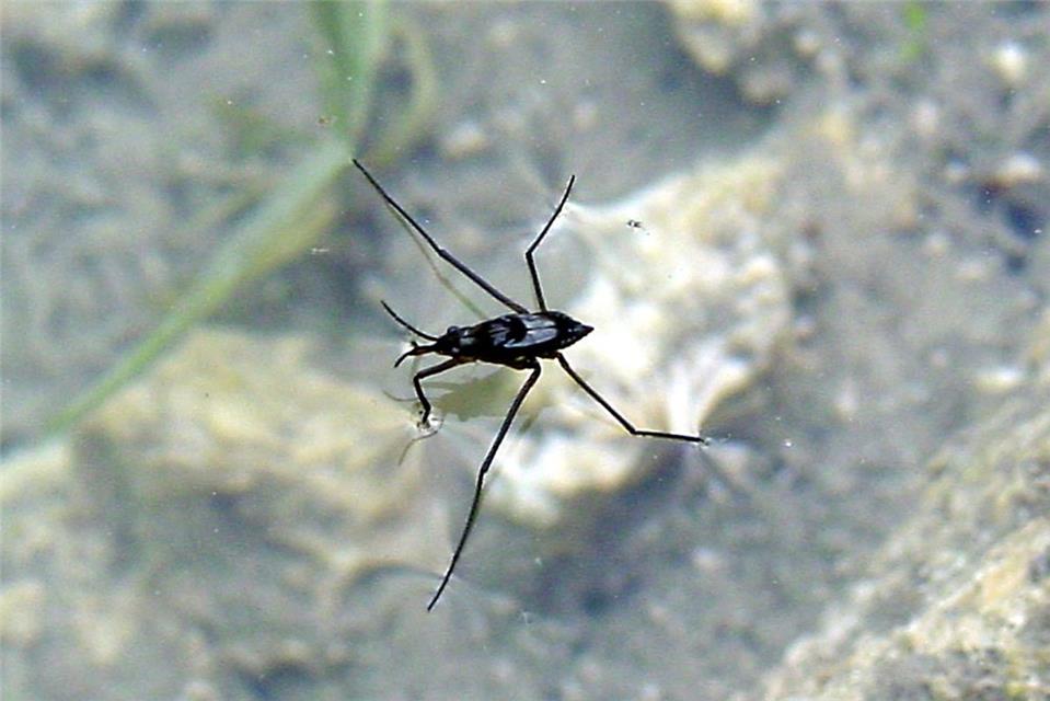 Water Strider jigsaw puzzle