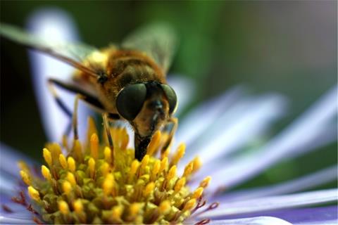 A Bee Pollinating jigsaw puzzle