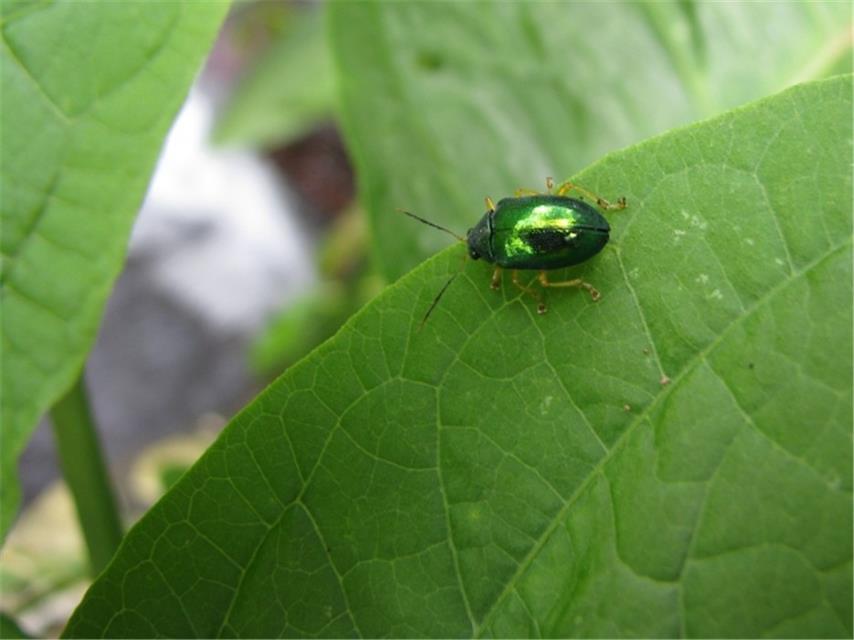 Dogbane Beetle jigsaw puzzle
