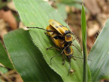 Goldenrod Soldier Beetle jigsaw puzzle