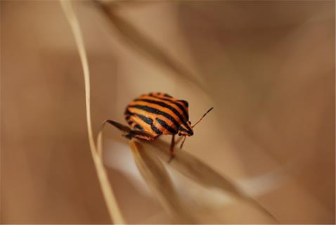 Graphosoma Lineatum jigsaw puzzle