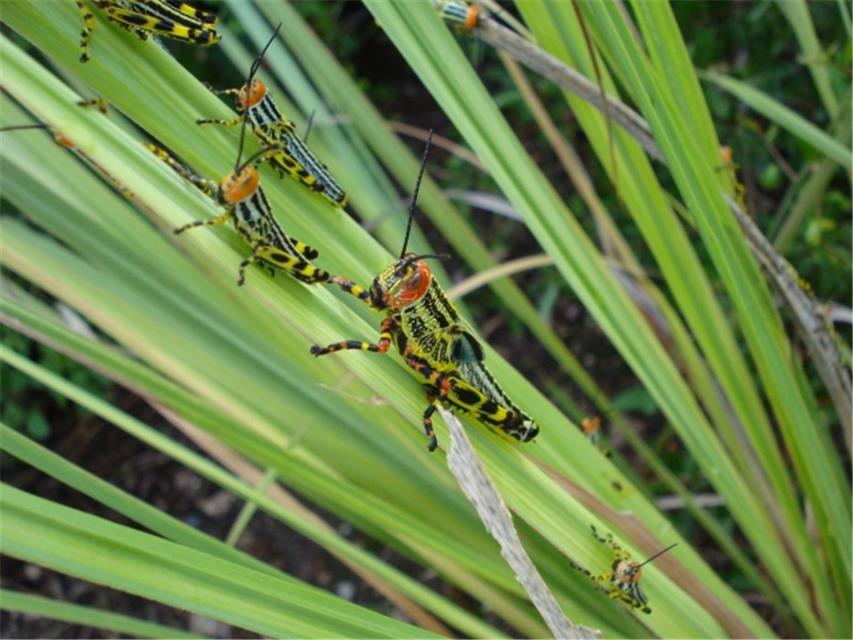 A Grasshopper Population jigsaw puzzle