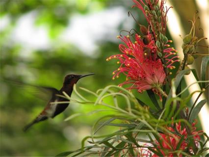 Humming bird  jigsaw puzzle