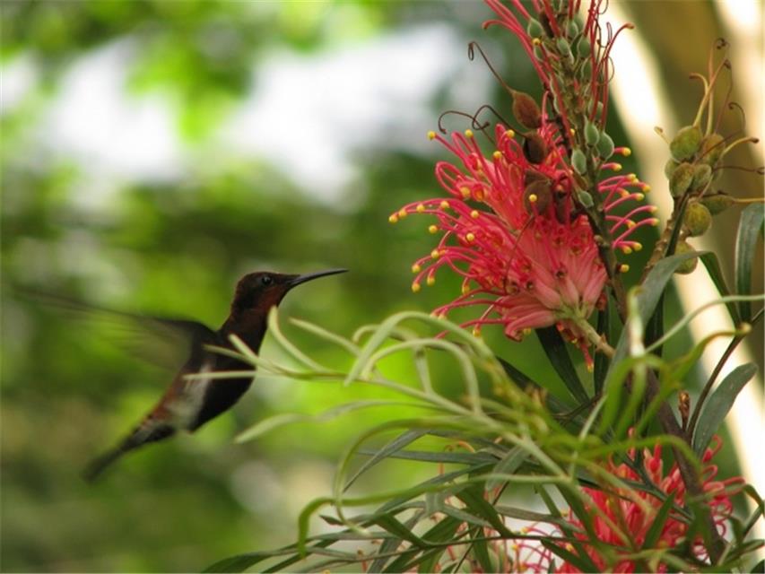 Humming bird  jigsaw puzzle