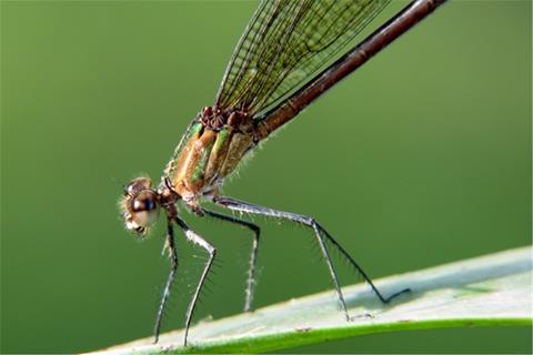 Calopteryx Damselfly jigsaw puzzle
