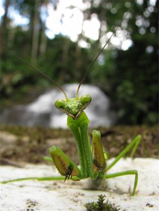 Praying Mantis jigsaw puzzle