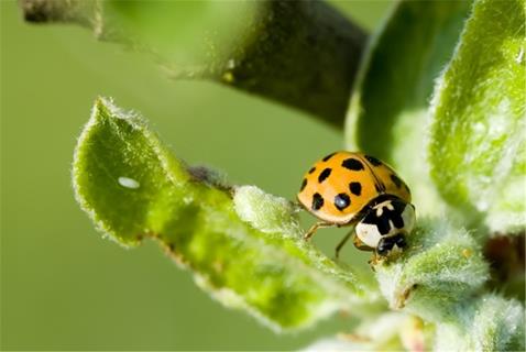 A Yellow Ladybug jigsaw puzzle