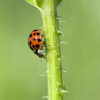 A Red Ladybug jigsaw puzzle