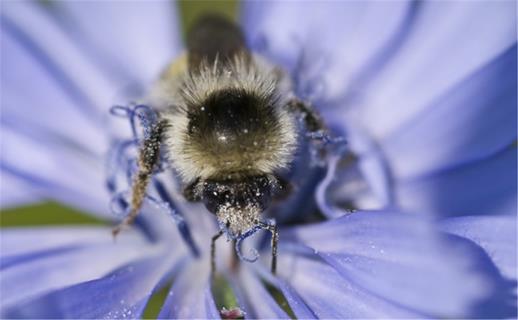 A Bumblebee jigsaw puzzle