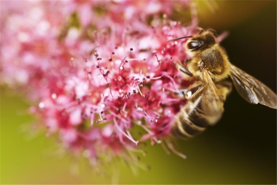 Bee Pollinating A Flower jigsaw puzzle