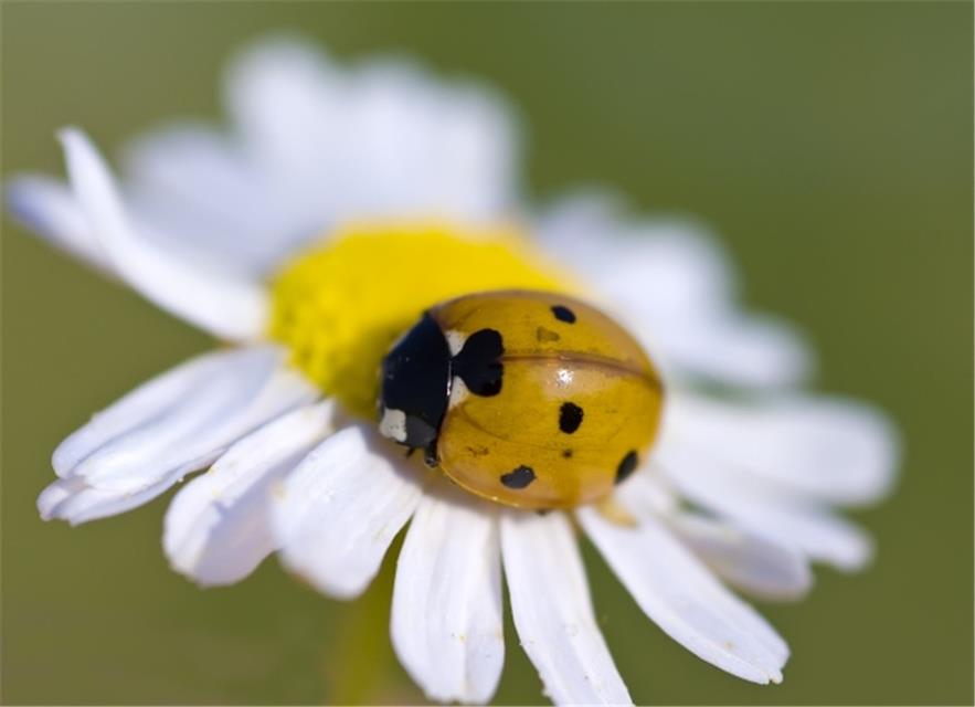 Yellow Ladybug jigsaw puzzle