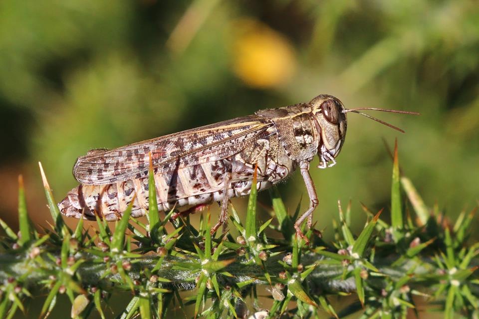 Italian Locust jigsaw puzzle