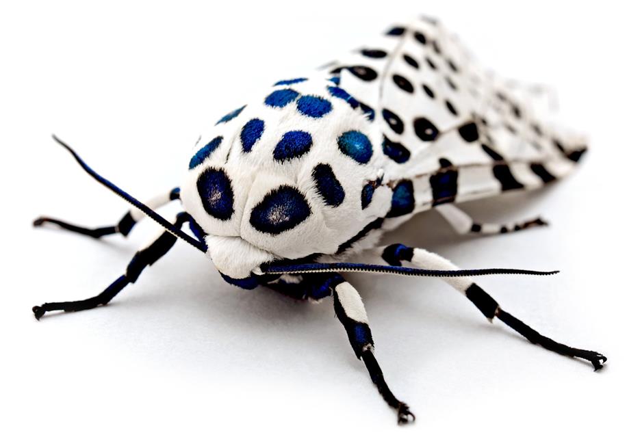 Blue Leopard Moth  jigsaw puzzle