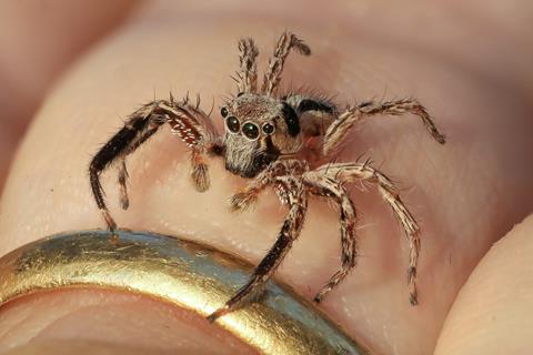 Mini Jumping Spider jigsaw puzzle