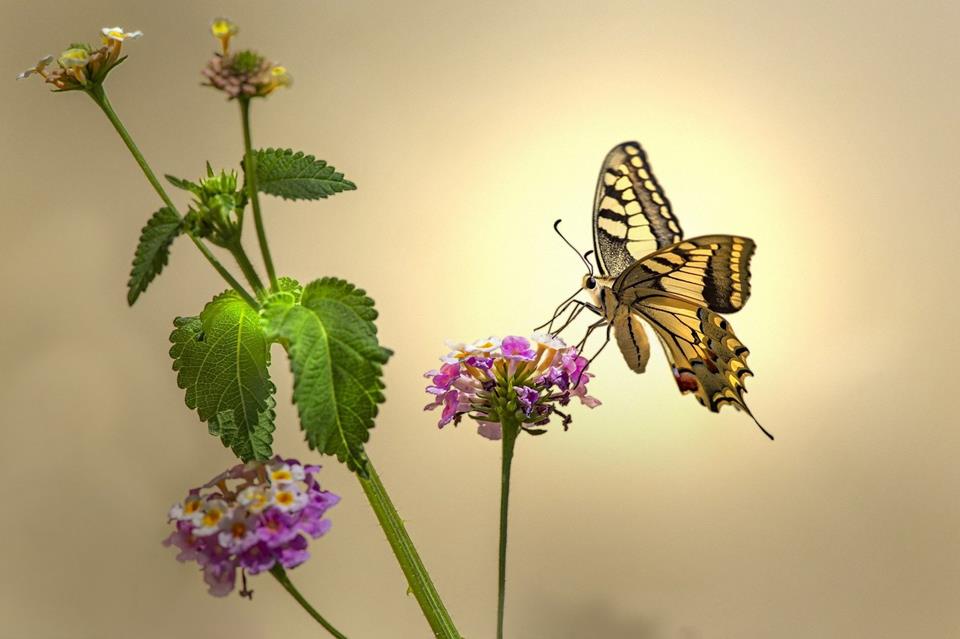 Old World Swallowtail jigsaw puzzle