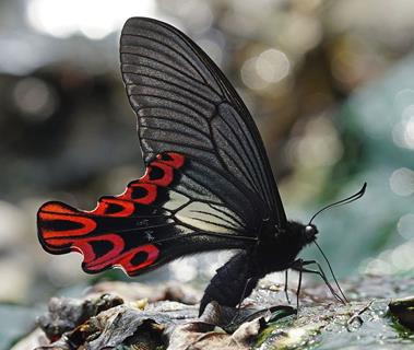 Papilio Maraho jigsaw puzzle