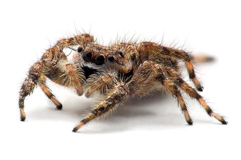 Platycryptus Undatus jigsaw puzzle