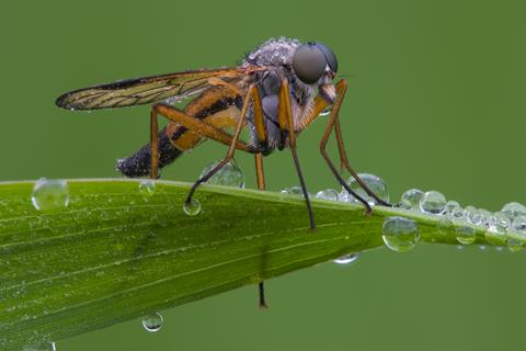 Rhagio Scolopaceus jigsaw puzzle