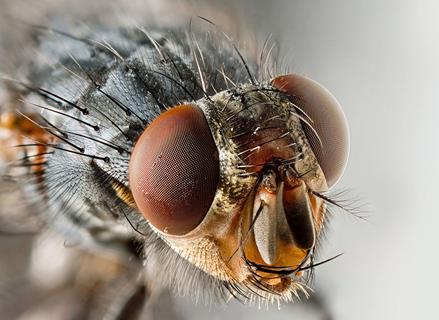 Sarcophagid Fly Portrait jigsaw puzzle