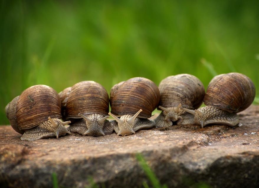Snails jigsaw puzzle