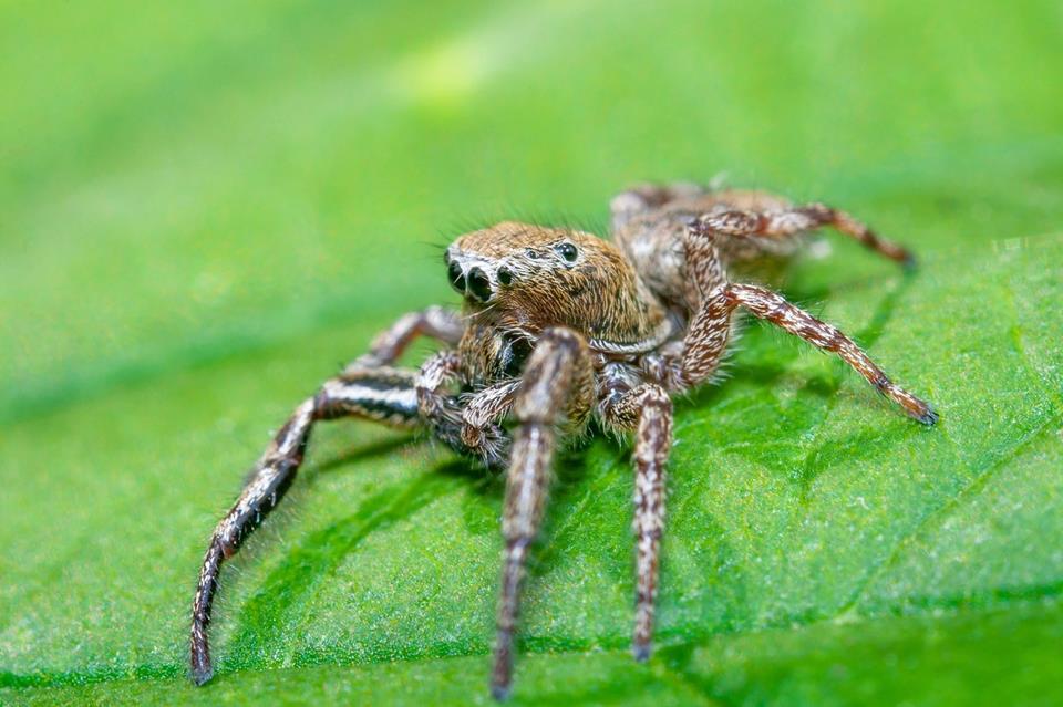Wolf Spider jigsaw puzzle