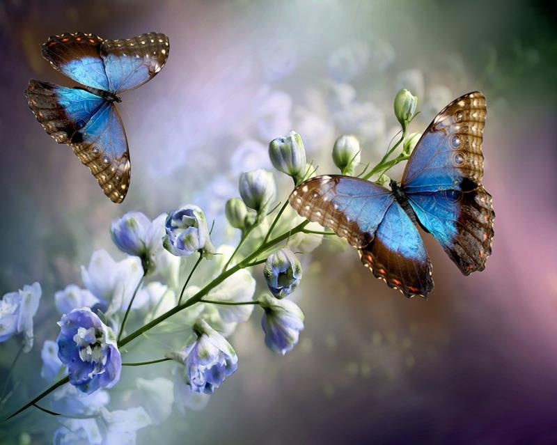 Two Blue Butterflies jigsaw puzzle