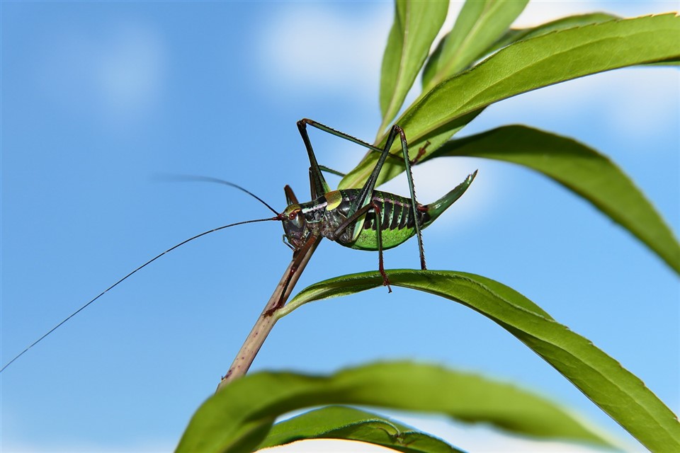 Wart-Biter Bush Cricket jigsaw puzzle